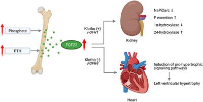 Fibroblast Growth Factor 23 and Left Ventricular Hypertrophy in Chronic Kidney Disease—A Pediatric Perspective